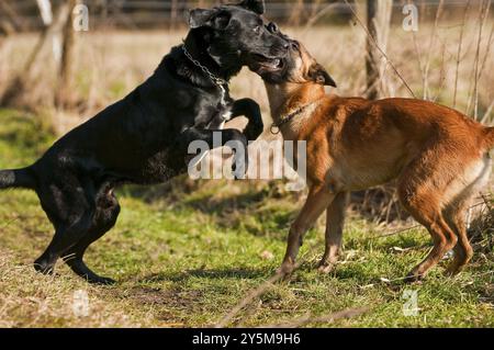 Malinois und Labrador mischen sich, spielen in der Sonne Stockfoto