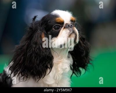 König Charles Spaniel Hund. Ähnlich, aber nicht einem Kavalier Stockfoto