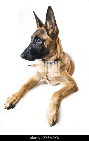 Malinois-Welpe, vor einem weißen Hintergrund Stockfoto