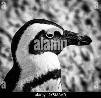 Ein detailliertes Schwarzweiß-Nahfoto, das die Merkmale des Kopfes eines Pinguins zeigt und seine komplizierten Federmuster und den einzigartigen Schnabel betont Stockfoto