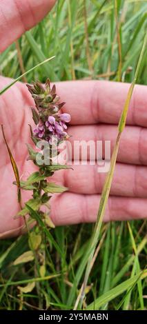 Red Bartsia (Odontites vernus) Plantae Stockfoto