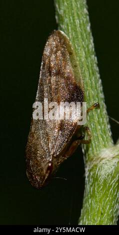 Alder Spittlebug (Aphrophora alni) Insecta Stockfoto