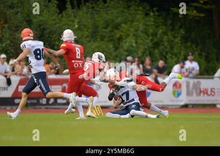 Weingarten, Deutschland. Januar 2016. Gee Stanley (3, DB, New Yorker Lions Braunschweig) stoppt Broghean McGovern (17, QB, ifm Razorbacks Ravensburg) GER, ifm Ravensburg Razorbacks vs New Yorker Lions Braunschweig, American Football, GFL, Saison 2024, Playoffs, Viertelfinale, 22.09.2024, Eibner-Pressefoto/Florian Wolf Credit: dpa/Alamy Live News Stockfoto