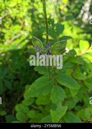 Lupine (Lupinus latifolius) Plantae Stockfoto
