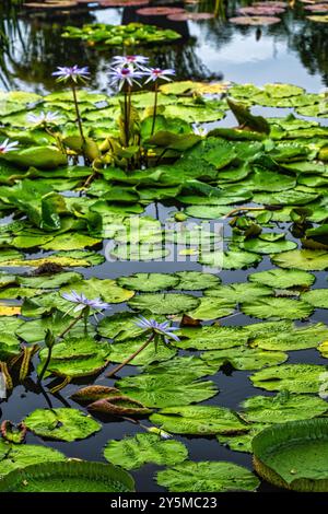 Eine ruhige Wassergartenszene mit blühenden Seerosen, umgeben von verschiedenen Teichpflanzen, schaffen eine üppige und lebendige grüne Umgebung, die von n ausstrahlt Stockfoto