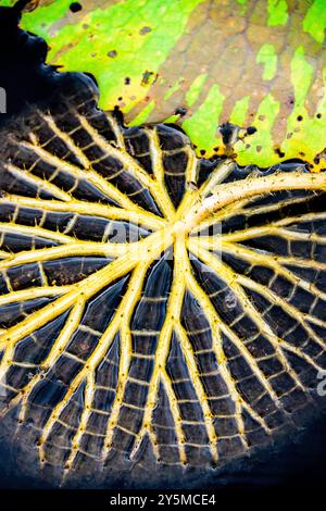 Eine Nahaufnahme von oben auf ein Seerosenblatt mit auffälligen gelben Adern vor grünem und braunem Hintergrund, das eine komplizierte und dramatische na präsentiert Stockfoto