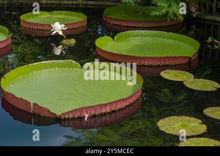 Dieses Bild zeigt mehrere große, grüne Lilienpads mit leicht erhöhten Kanten, die ruhig auf einer reflektierenden Teichoberfläche unter natürlichem Licht schweben. Stockfoto