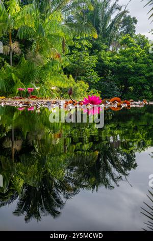 Leuchtend rosafarbene Seerosen spiegeln sich elegant auf der ruhigen Teichoberfläche, umgeben von üppig grünem Laub und schwimmenden Lilienpads, die das Wesen von einfangen Stockfoto