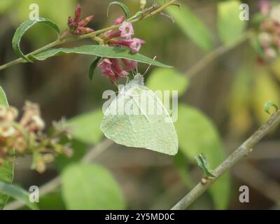 Afrikanischer Migrant (Catopsilia florella) Insecta Stockfoto