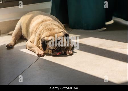 Nahaufnahme des süßen Welpen-Hundes, der am Kinn und an der Zunge schlafend auf dem Boden liegt Stockfoto