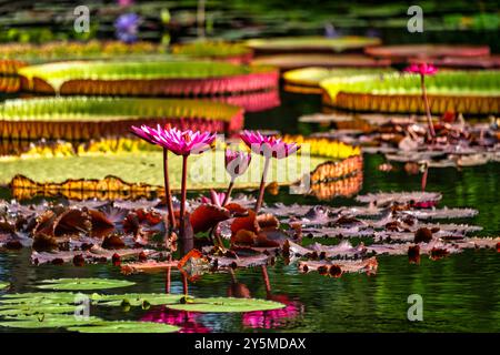 Eine lebendige Teichszene mit leuchtend rosa Seerosen, die hoch zwischen verschiedenen Größen großer und farbenfroher Lilienpads stehen und eine malerische Natur schaffen Stockfoto
