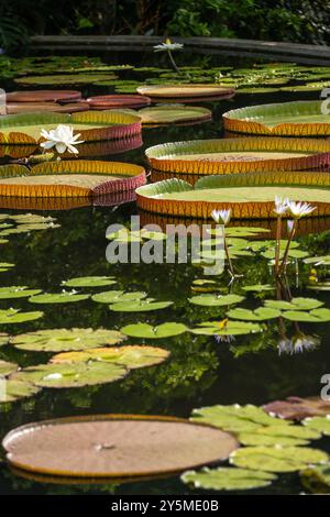 Eine Auswahl an verschiedenen Lilienpads und unberührten Weißwasserlilien in einem ruhigen Teich schaffen eine friedliche und beruhigende natürliche Szene, die durch Reflexionen und Reflexionen verstärkt wird Stockfoto