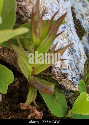 Weißer, kleinblütiger Pinsel (Castilleja parviflora albida) Plantae Stockfoto