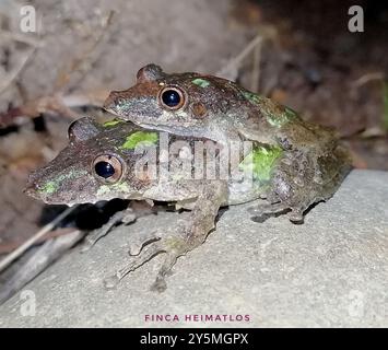 Eirunepe Snouted Tree Frog (Scinax garbei) Amphibia Stockfoto