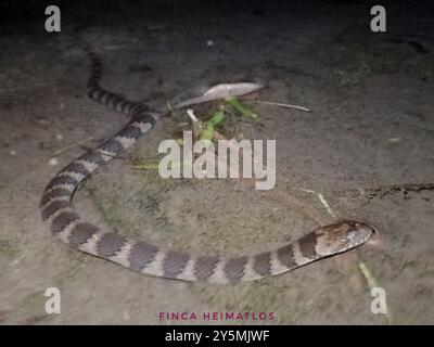 Braungebändete Wasserschlange (Helicops angulatus) Reptilia Stockfoto