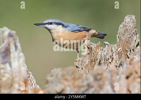 Der gewöhnliche Vogel Sitta europaea, auch eurasischer Nackthaar genannt, kriecht auf dem Baum. Nahaufnahme Porträt. Isoliert auf unscharfem Hintergrund. Stockfoto