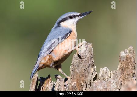 Der gewöhnliche Vogel Sitta europaea, auch eurasischer Nackthaar genannt, kriecht auf dem Baum. Nahaufnahme Porträt. Isoliert auf unscharfem Hintergrund. Stockfoto