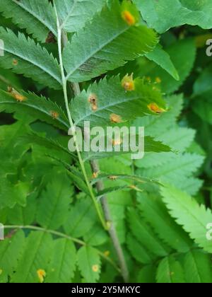 rowan Crown (Gymnosporangium cornutum) Pilze Stockfoto