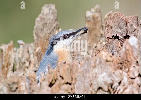 Der gewöhnliche Vogel Sitta europaea, auch eurasischer Nackthaar genannt, ist im Futterhäuschen versteckt, mit dem Samen im Schnabel. Stockfoto