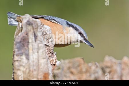 Der gewöhnliche Vogel Sitta europaea, auch eurasischer Nackthaar genannt, kriecht auf dem Baum. Nahaufnahme Porträt. Isoliert auf unscharfem Hintergrund. Stockfoto