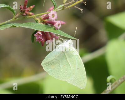 Afrikanischer Migrant (Catopsilia florella) Insecta Stockfoto