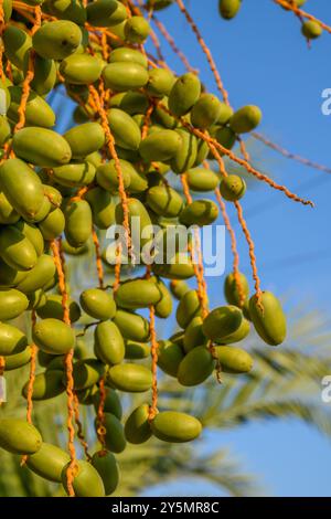 Grüne Datteln auf einer Palme, Phoenix dactylifera Stockfoto