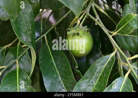 Schwarze Sapotenfrucht auf dem Baum, Schokoladenpudding wie Obst Stockfoto