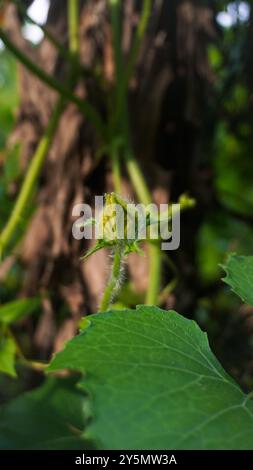 Kürbisblüten. Wenn Kürbisblüten blühen, verleihen sie Ihrem Garten einen schönen Farbakzent. Kürbis ist ein Teil einer Kürbispflanze, die hat Stockfoto