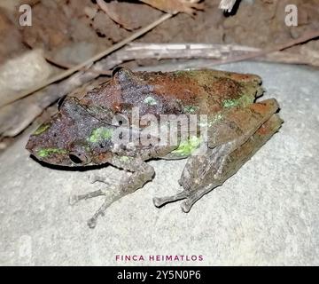 Eirunepe Snouted Tree Frog (Scinax garbei) Amphibia Stockfoto