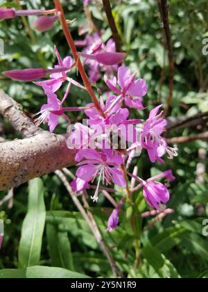 Zweiförmiger Hummelbienenkomplex (Bombus bifarius) Insecta Stockfoto