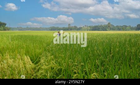 Grüne Reisfelder am blauen Himmel. Das Dorf Bangladesch ist die Natur von Bengalen. Ein Kind läuft durch das grüne Reisfeld. Stockfoto