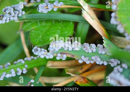 Graue Schleimform auf Rasengras, Rasenkrankheit, Gras im Garten mit Symptomen einer Pilzerkrankung. Stockfoto