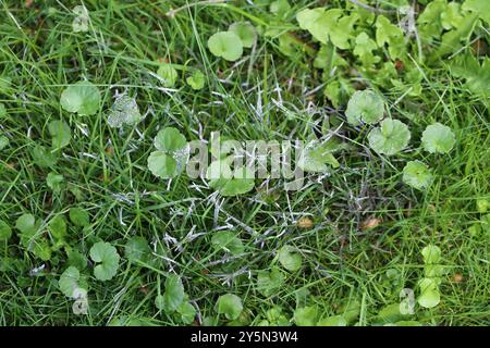 Badhamia foliicola, Schleimschimmel, wächst auf Rasen, Gras im Garten. Stockfoto