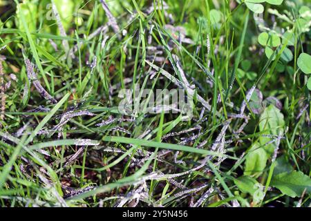 Graue Schleimform auf Rasengras, Rasenkrankheit, Gras im Garten mit Symptomen einer Pilzerkrankung. Stockfoto