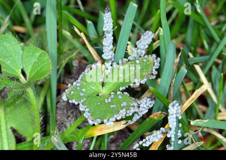 Badhamia foliicola, Schleimschimmel, wächst auf Rasen, Gras im Garten. Stockfoto