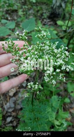 Cambridge Milch-Petersilie (Selinum carvifolia) Plantae Stockfoto