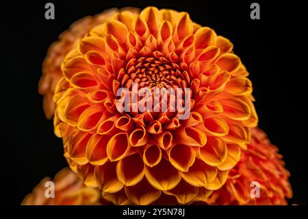 Dahlienblume im echten Garten; geringe Tiefe des Feldes. Bunte Chrysanthemenblume Makroaufnahme. Mehrfarbiger Hintergrund mit Blumenmotiv für Sommer und Frühling Stockfoto