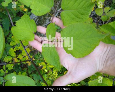 Amerikanische Spikenard (Aralia racemosa) Plantae Stockfoto