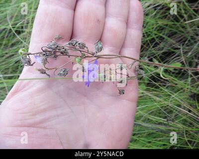 Sibirische Bellflower (Campanula sibirica) Plantae Stockfoto