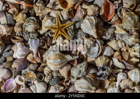 Wunderschöne Muscheln an der Küste Stockfoto