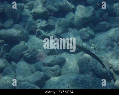 Blautopfkornetfisch (Fistularia commersonii) Actinopterygii Stockfoto