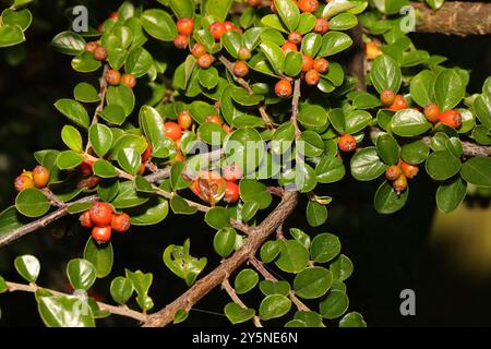 Hjelmqvist's Cotoneaster (Cotoneaster hjelmqvistii) Plantae Stockfoto