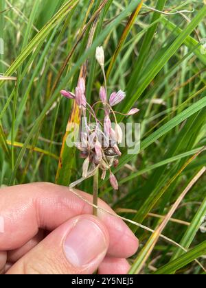 FeldKnoblauch (Allium oleraceum) Plantae Stockfoto