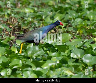 Purple gallinule (Porphyrio martinicus) Wandern auf Wassergrasblättern in einem Waldsumpf, Brazos Bend State Park, Texas, USA Stockfoto