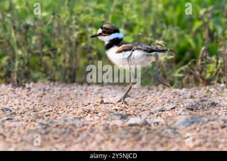 Junger Killer (Chardarius vociferus) auf der Flucht, Texas, USA. Resoft Park Stockfoto