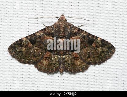 Pilzmotten (Metalectra discalis) Insecta Stockfoto