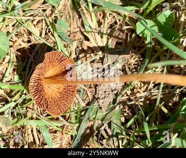 Weiße Dünenmütze (Conocybe apala albipes) Pilze Stockfoto