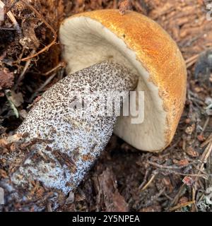 Foxy Bolete (Leccinum vulpinum) Pilze Stockfoto