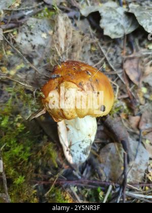 Stinkende Brittlegill-Pilze (Russula fetens) Stockfoto