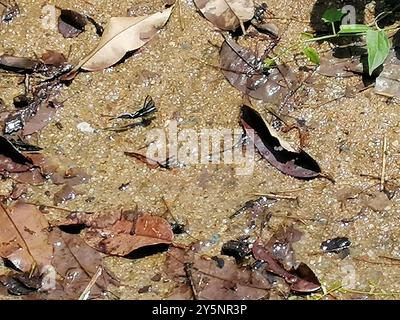 Grüner LibellenschwanzSchmetterling (Lamproptera meges) Insecta Stockfoto